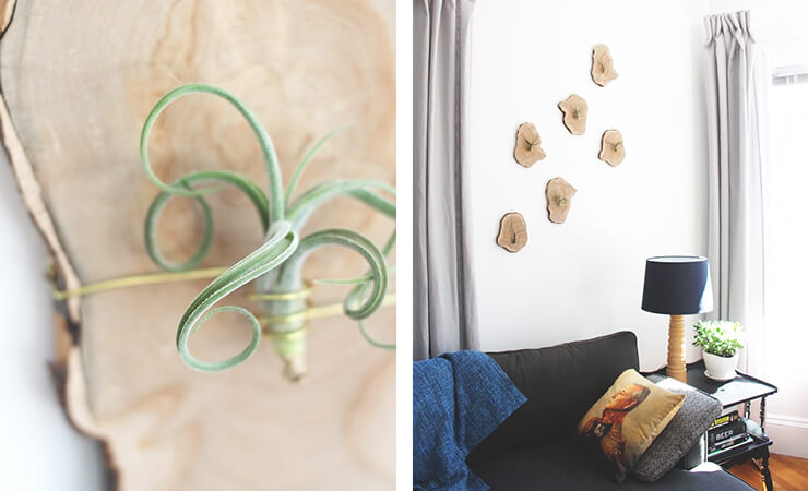 Stylish and Modern Air Plant Display Gift