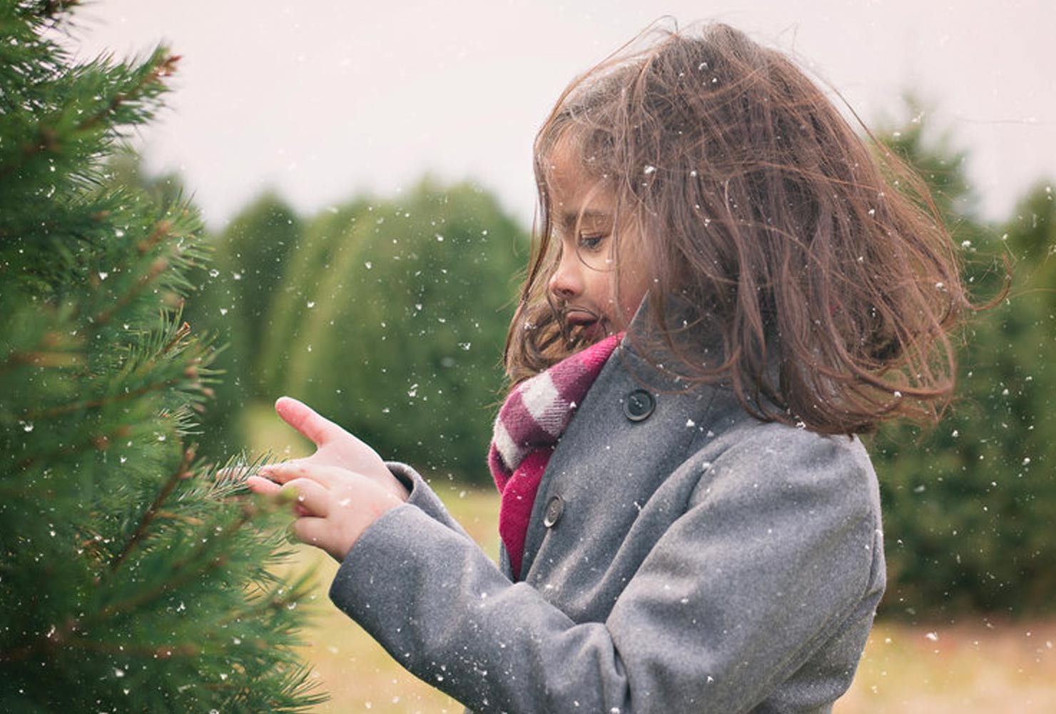 christmas photo ideas pine snow.