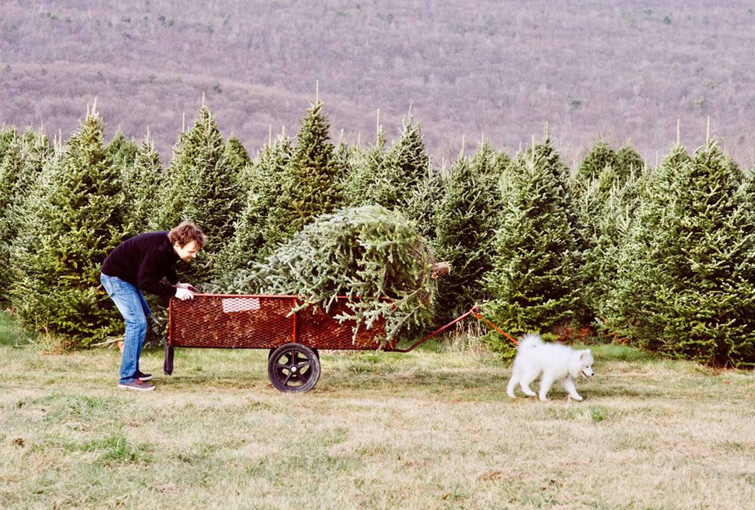christmas photo ideas wagon tree.