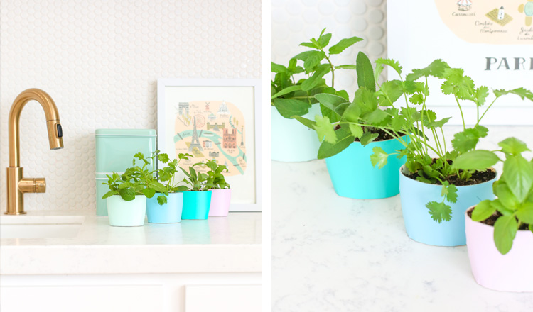 herb garden collection