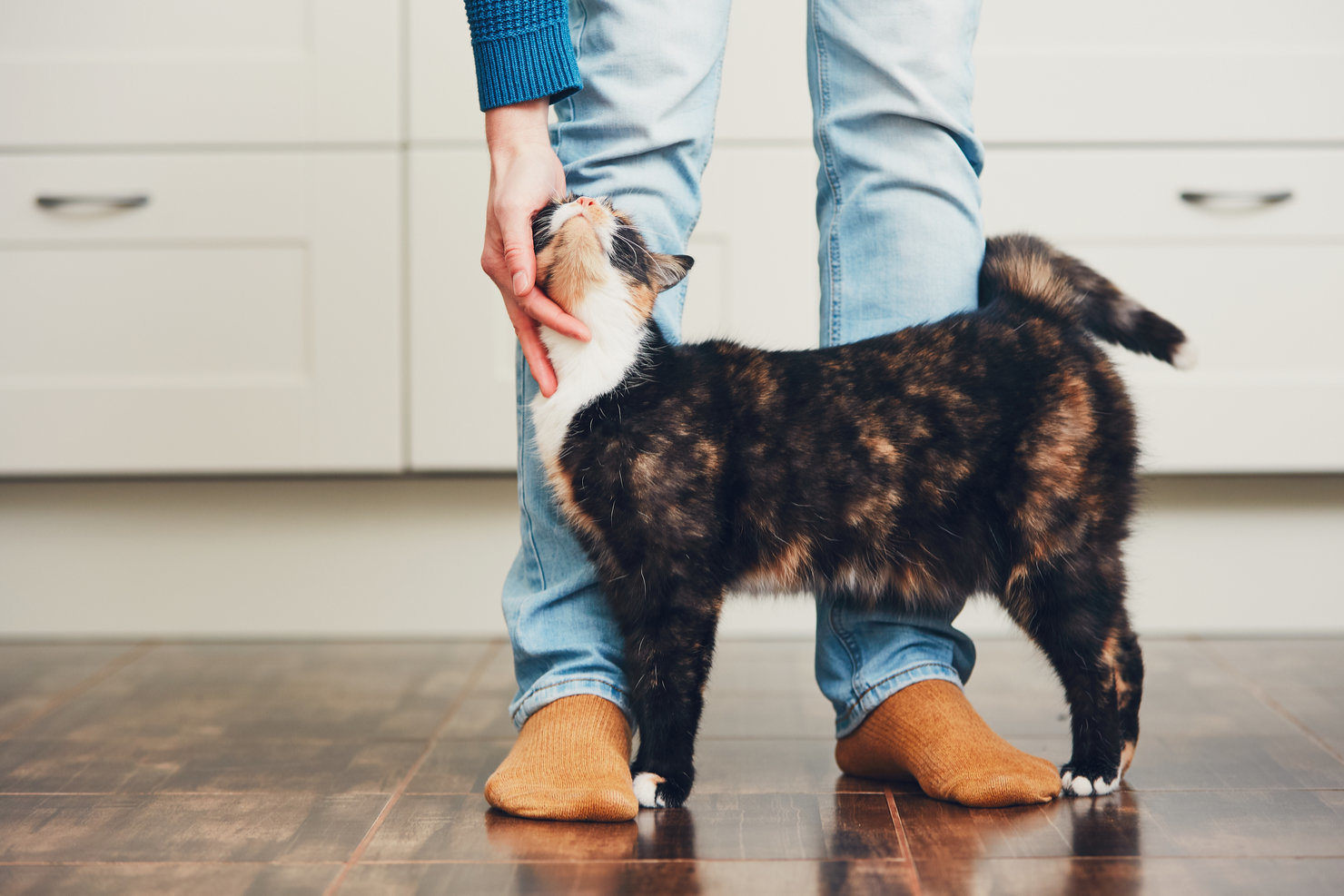 cat purring with owner