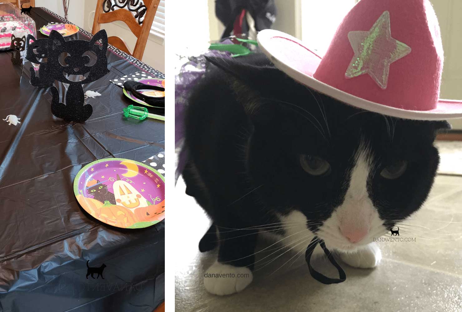 cat birthday party party hats