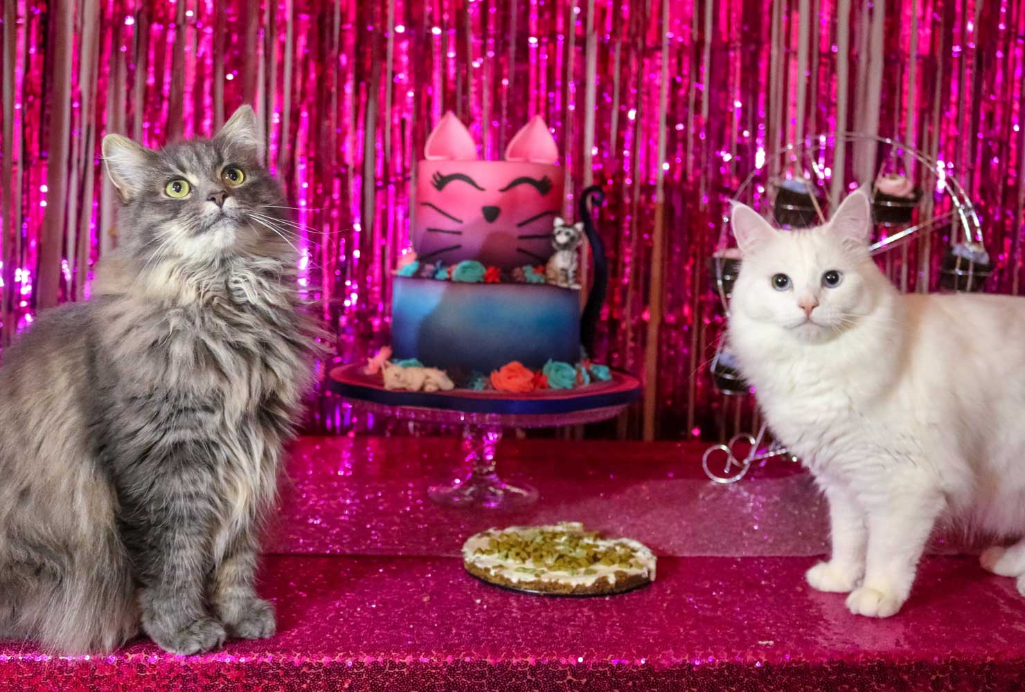 cat birthday party tabby tidbit
