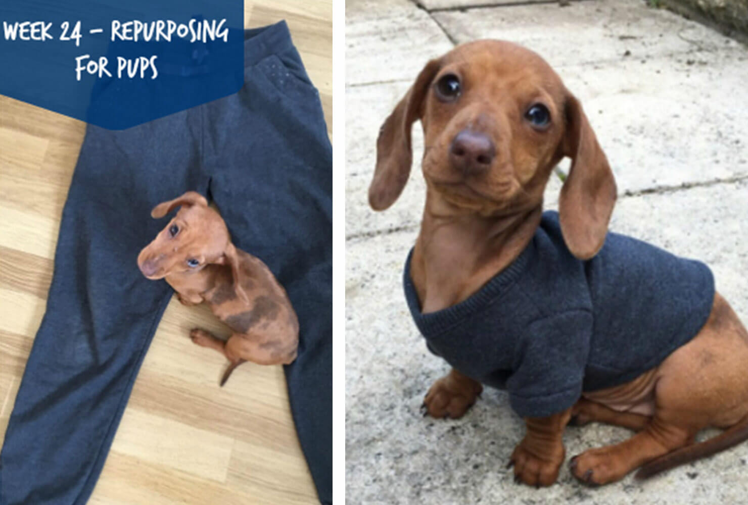 family gift ideas dog shirt