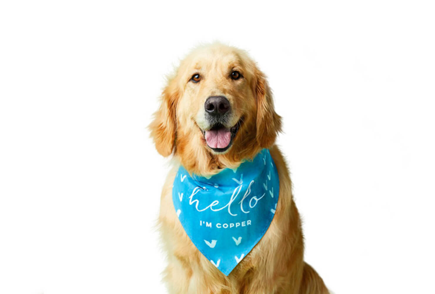 family gift ideas ideas dog bandana