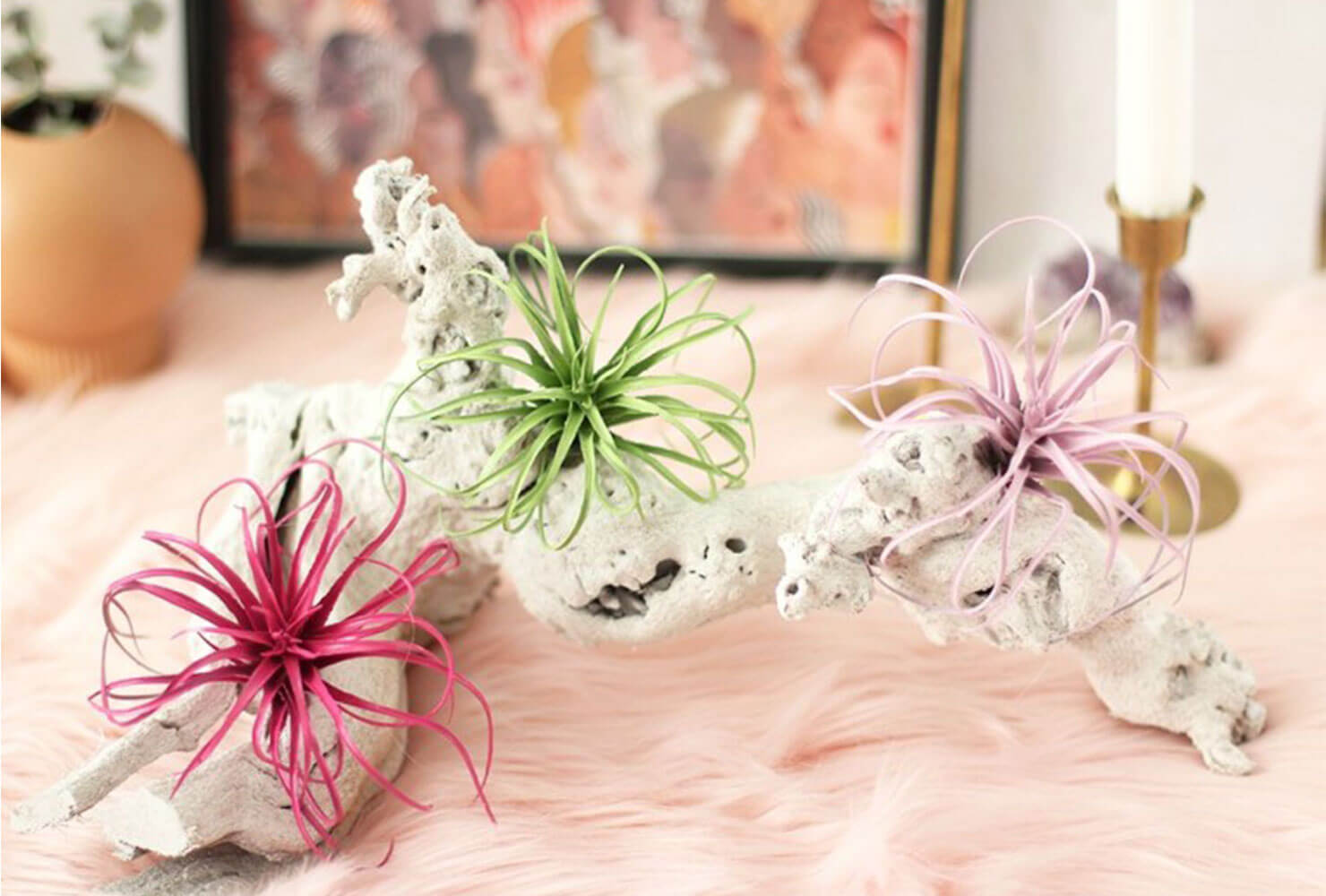 graduation centerpieces air plants