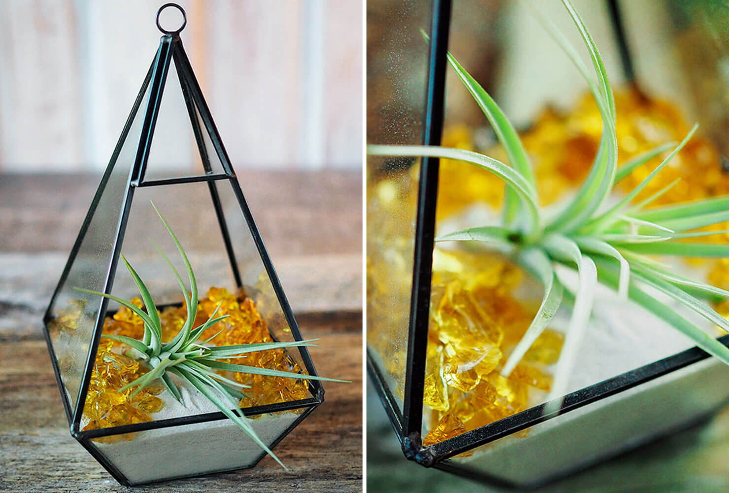 graduation centerpieces colored airplant terrarium