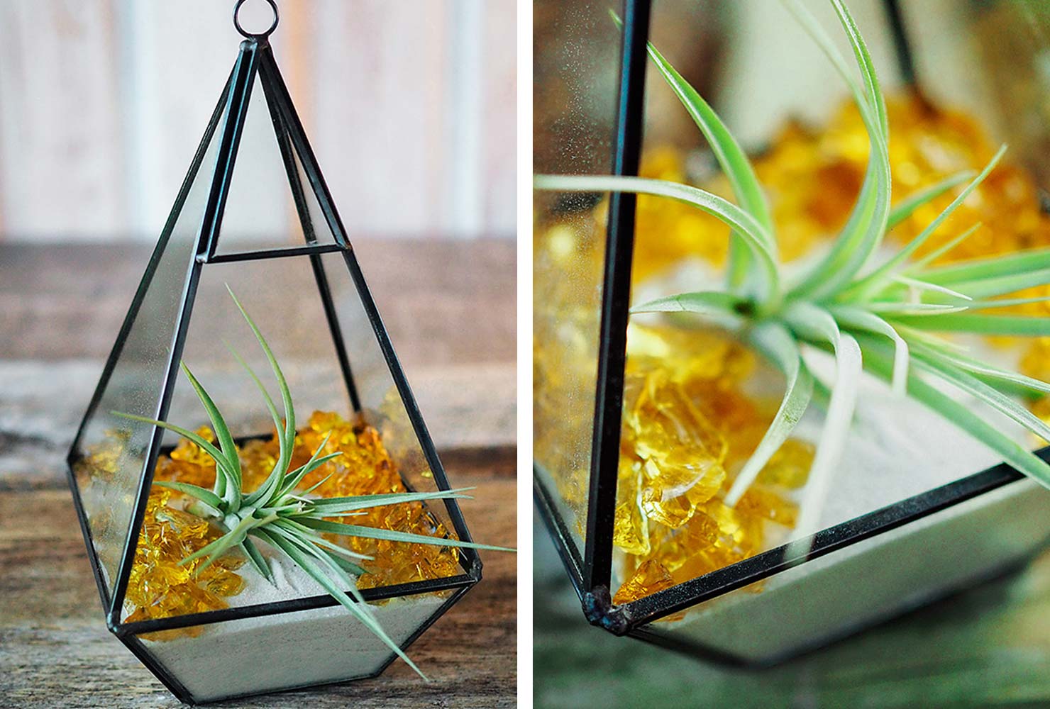 birthday gift ideas air plant terrarium