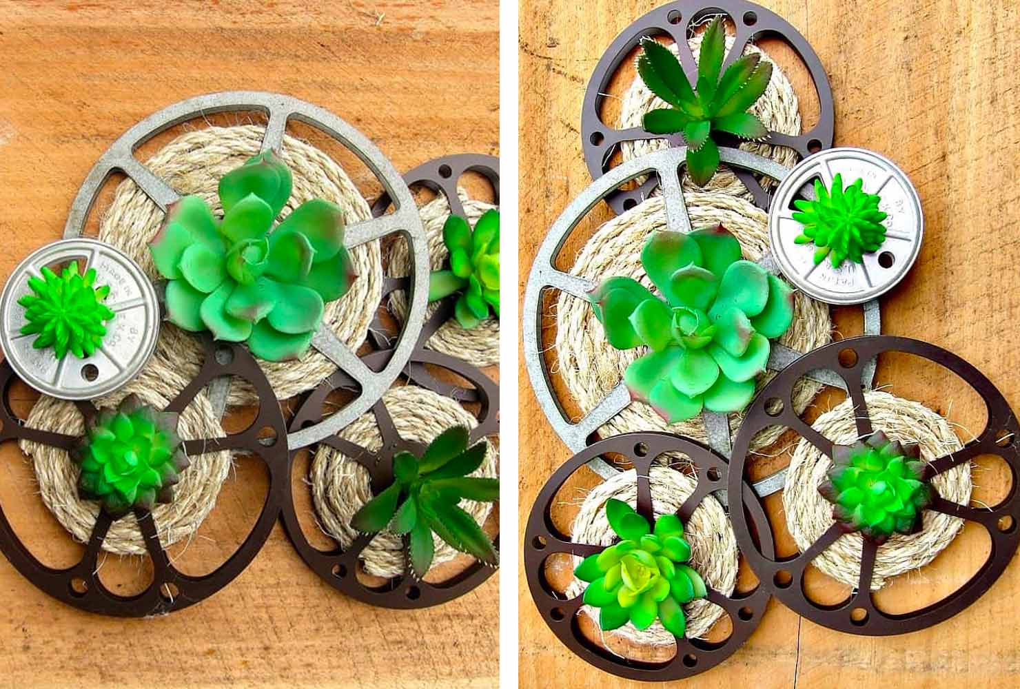 Movie reels with succulents.