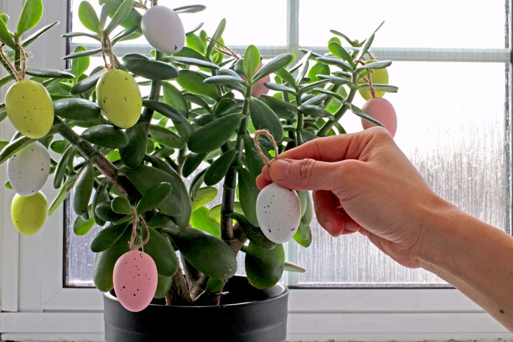 Easter egg on plant inside the house